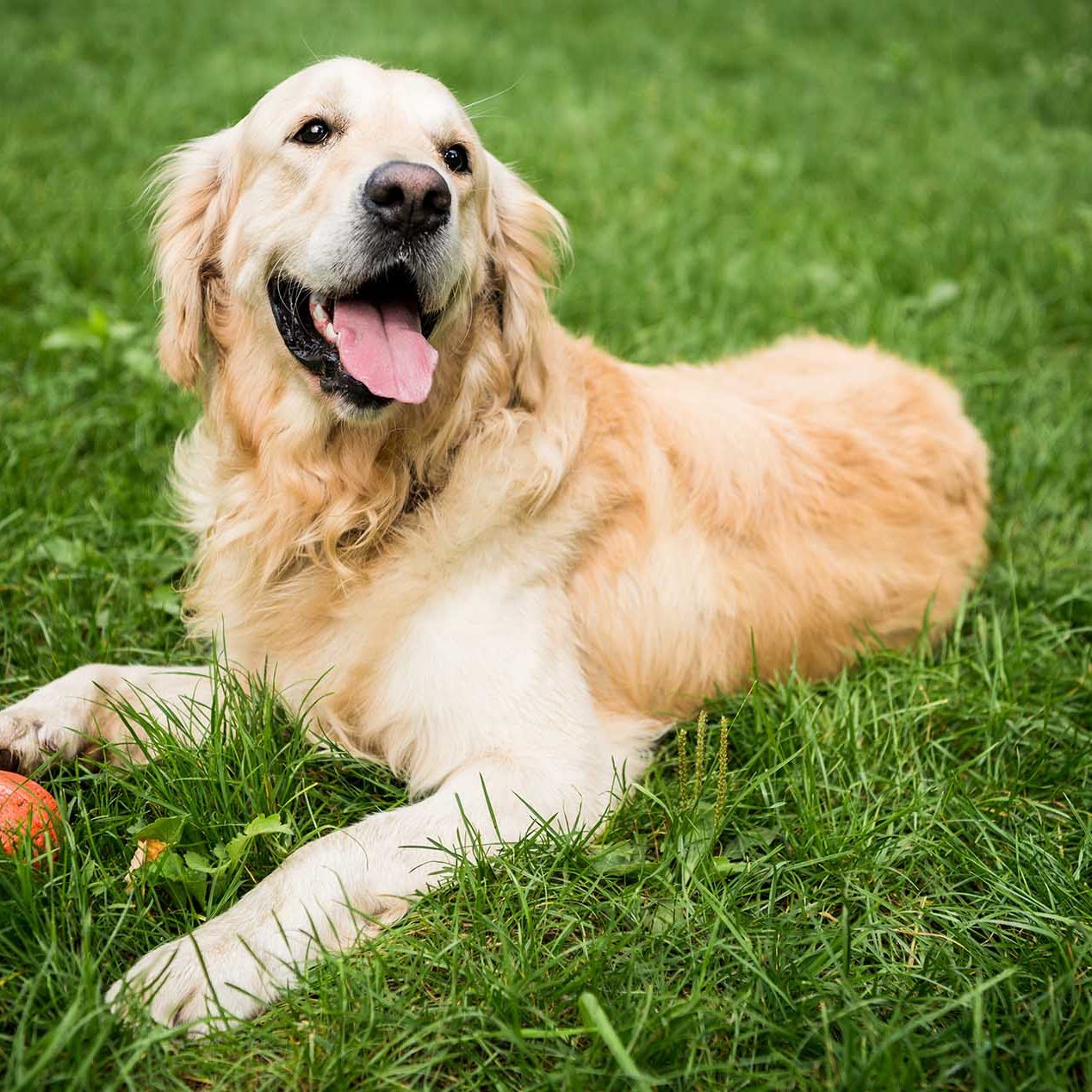 adorable golden retriever dog lying on green lawn in park