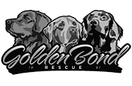 web design client golden bond rescue